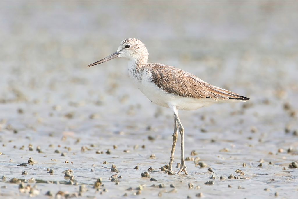 Common Greenshank