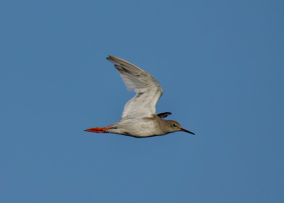 Common Redshank