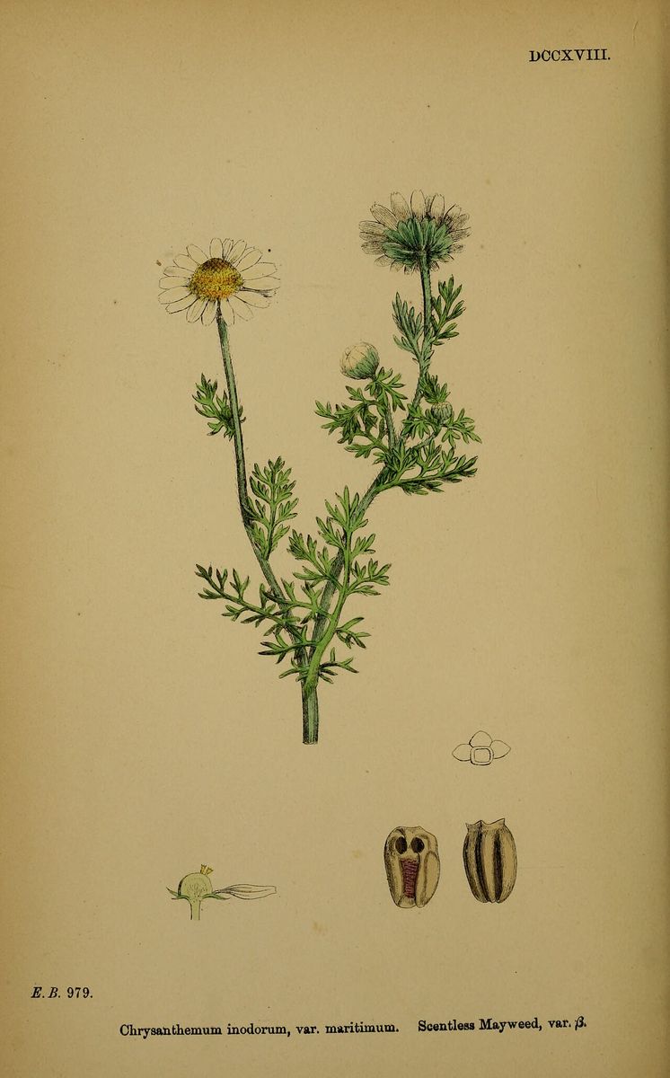 Sea Mayweed