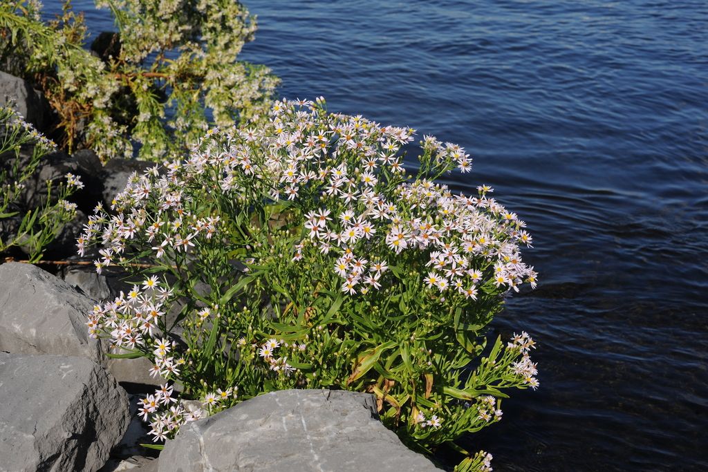 Sea Aster