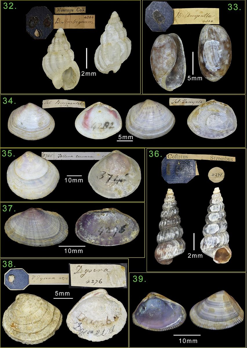 Thick-lipped Dog Whelk