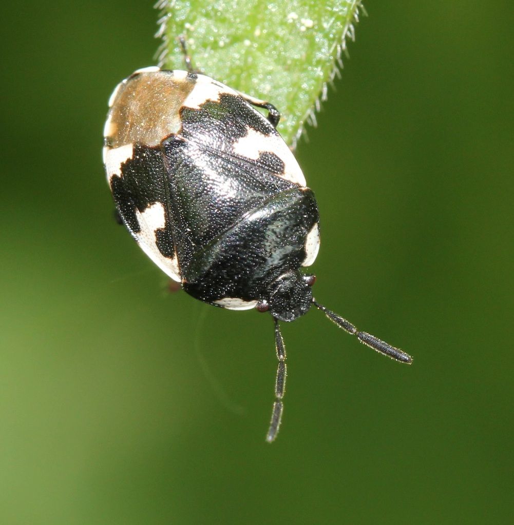 Pied Shieldbug