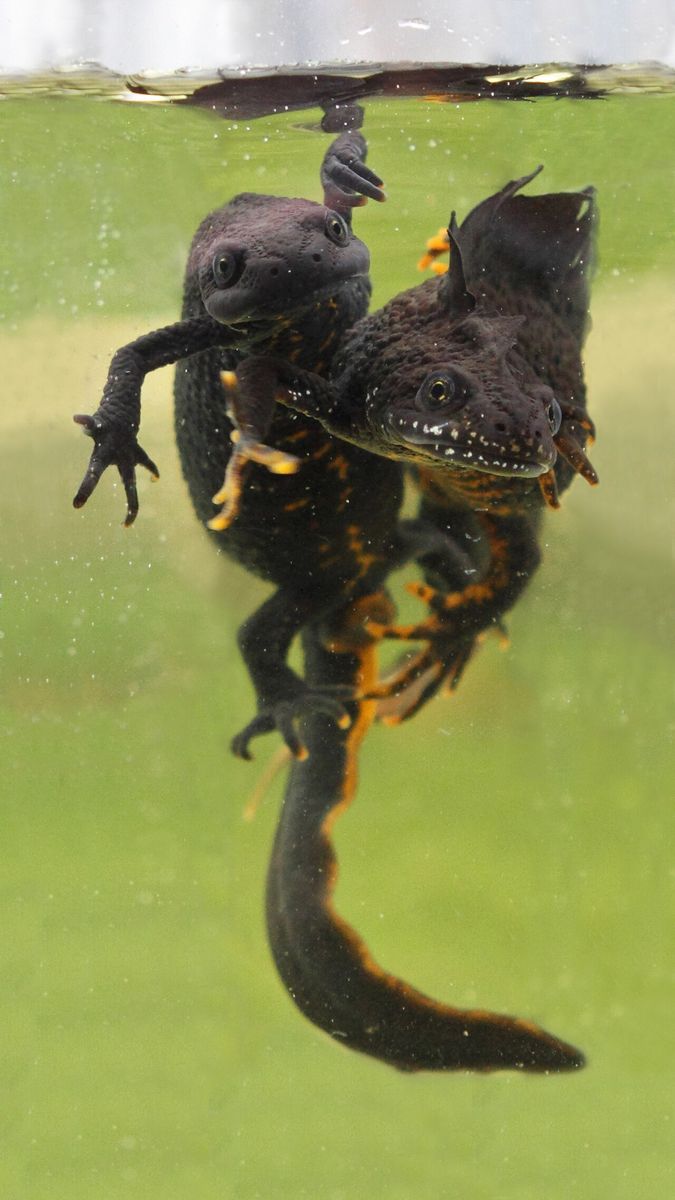 Great Crested Newt