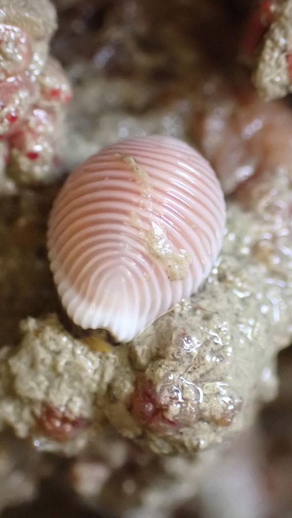 Arctic Cowrie