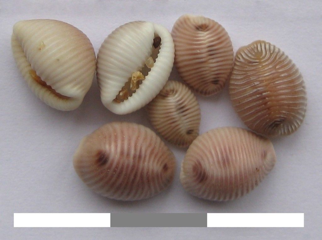 Spotted Cowrie