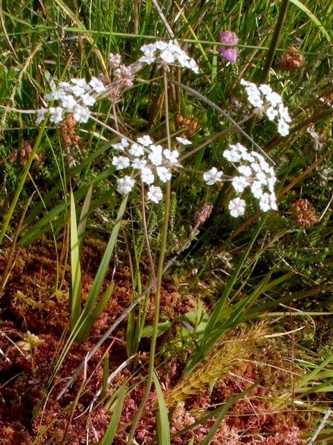 Whorled Caraway