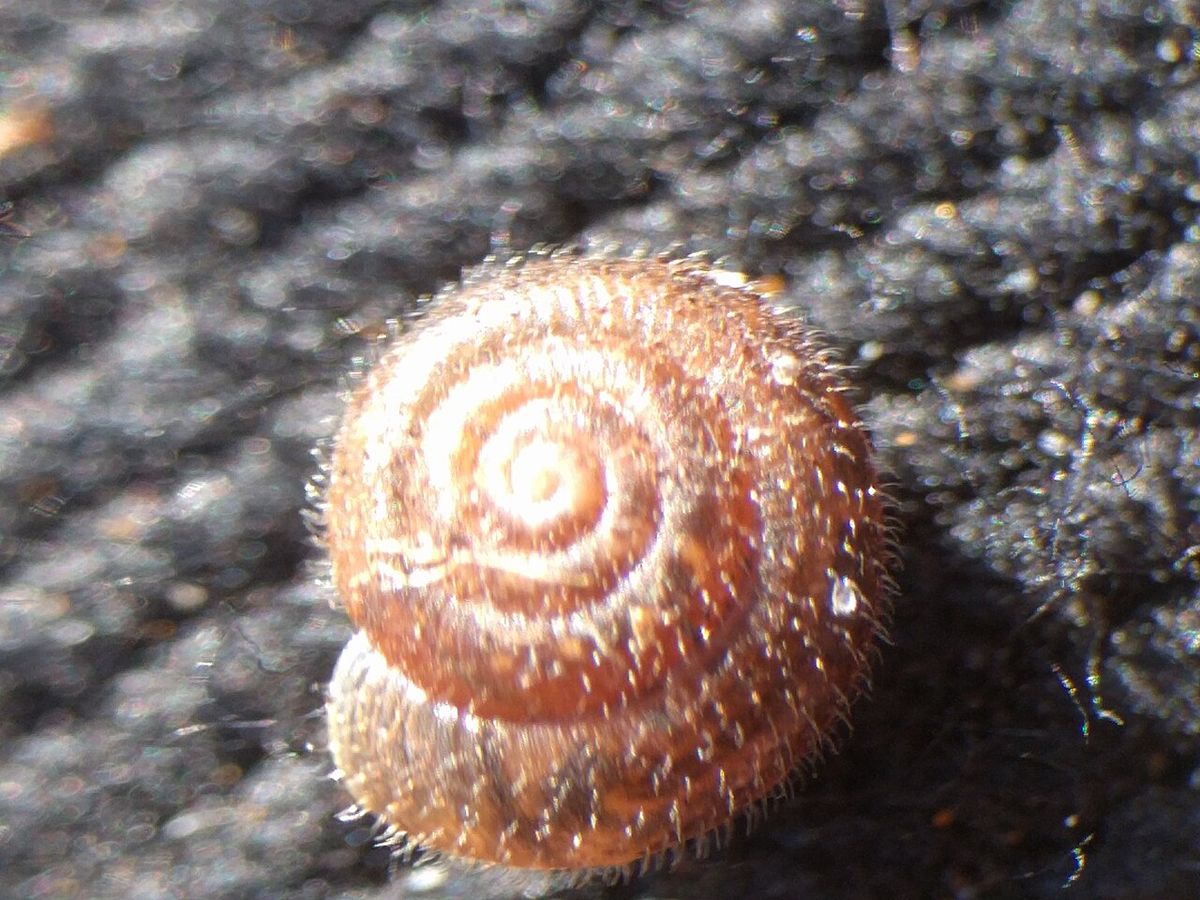 Hairy Snail
