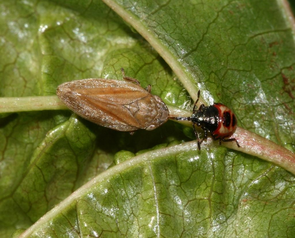 Bronze Shieldbug
