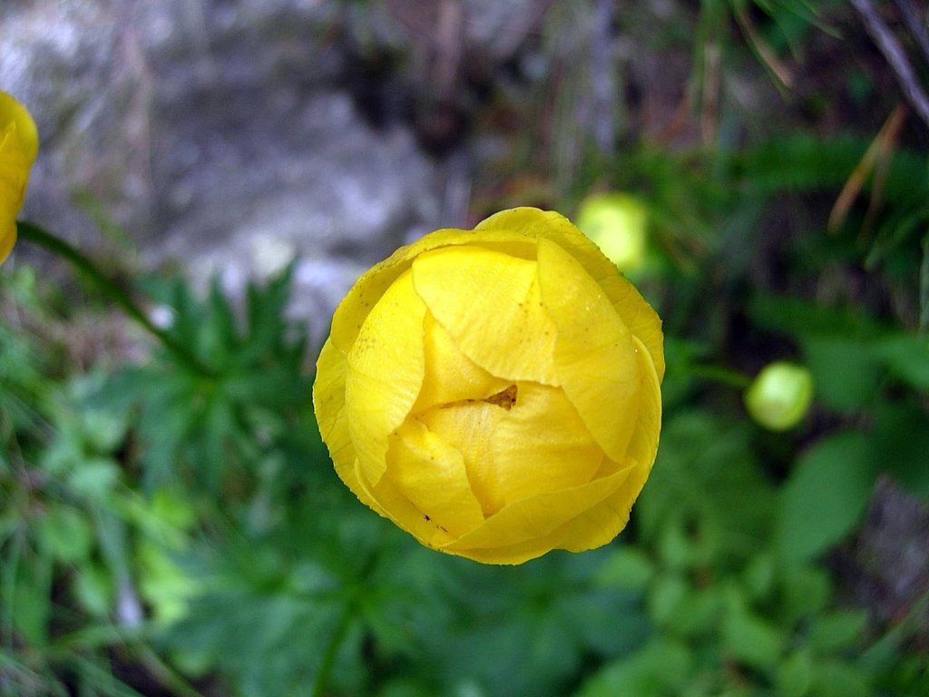 Globeflower