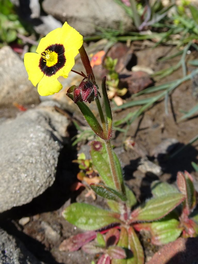 Spotted Rock-rose