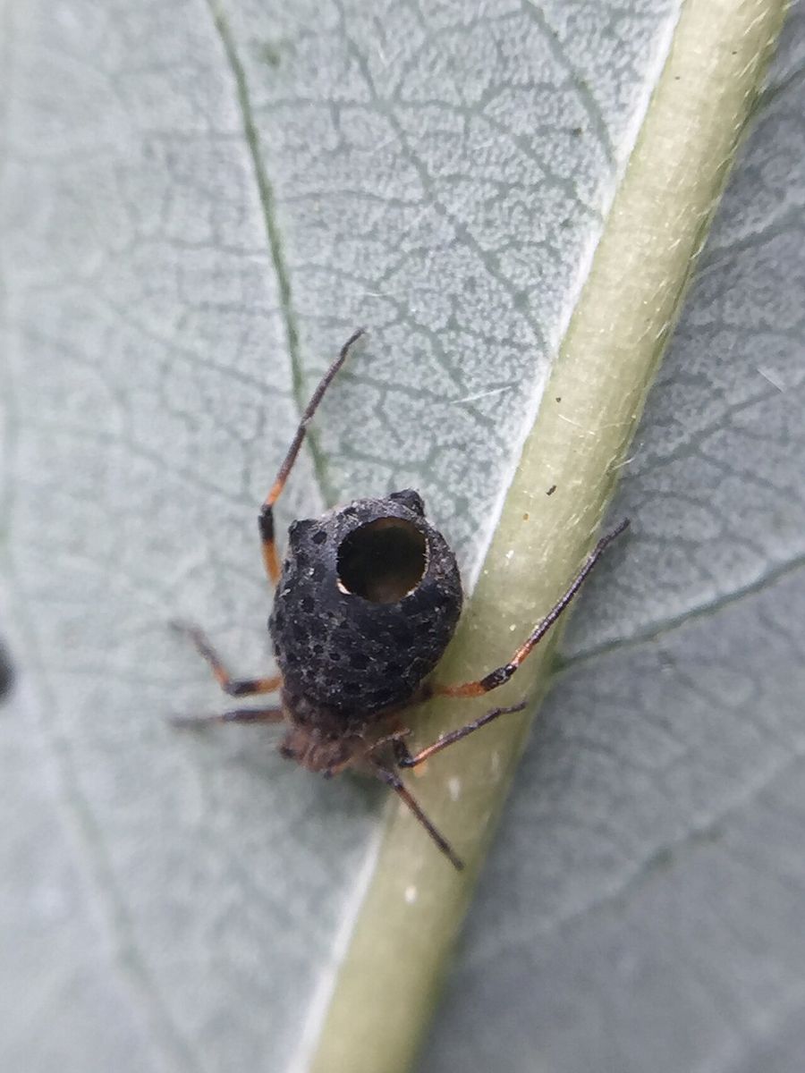 Large Willow Aphid