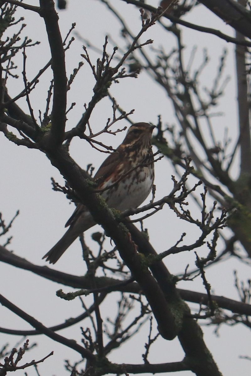Redwing