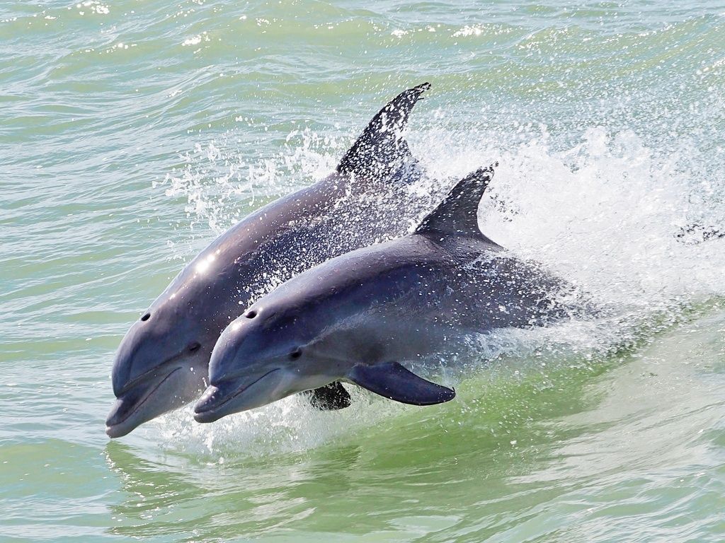 Bottle-nosed Dolphin