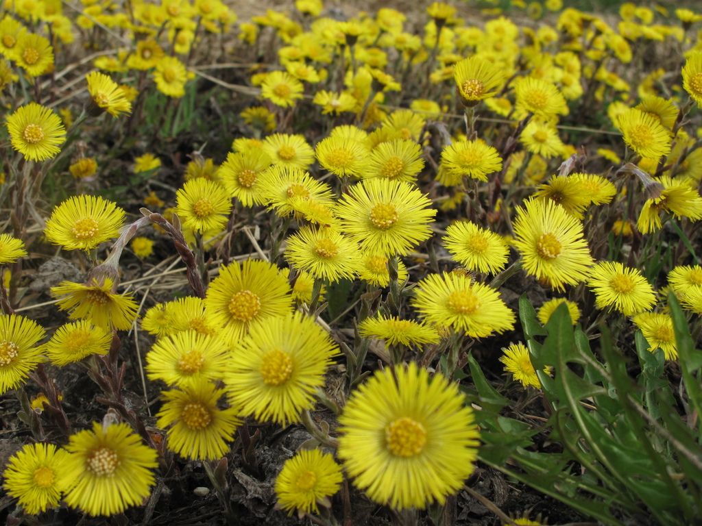Coltsfoot