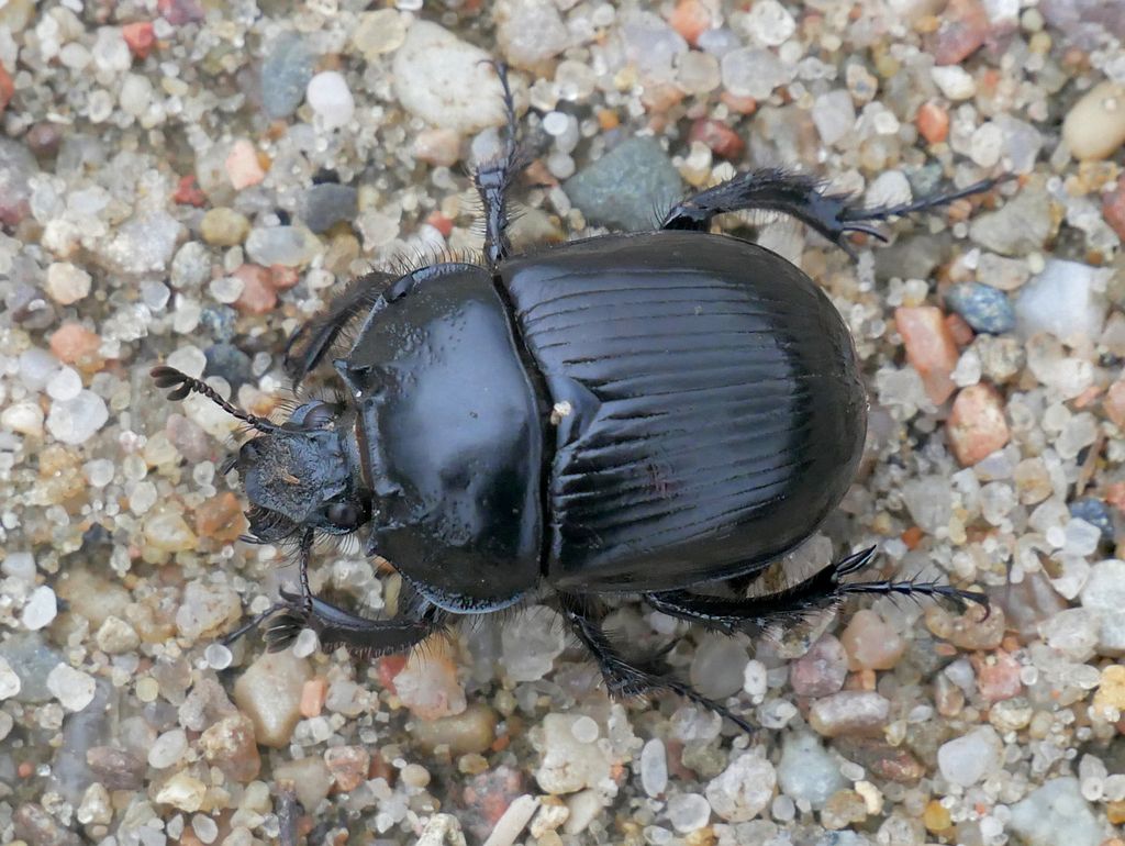 Minotaur Beetle