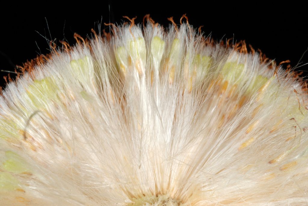 Bulrush
