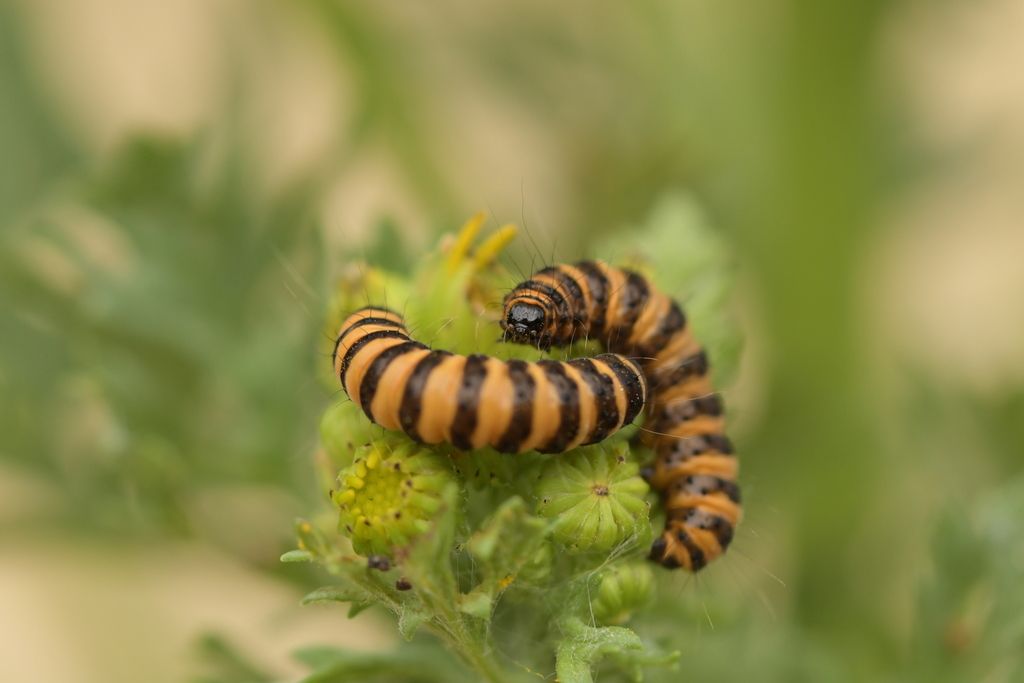 Cinnabar