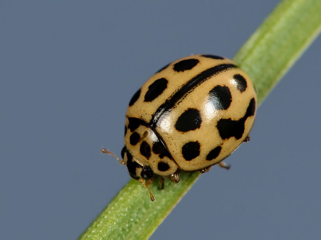 16-spot Ladybird