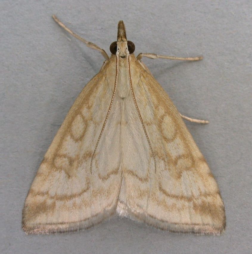 Pale Straw Pearl