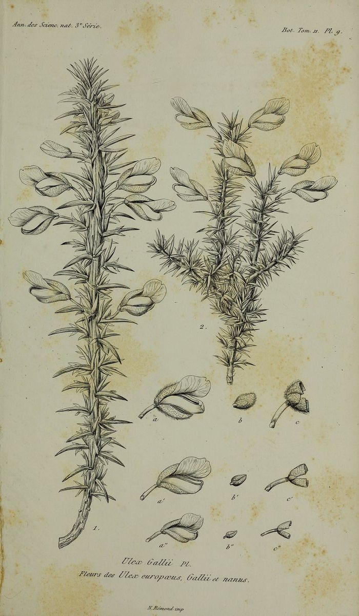 Western Gorse