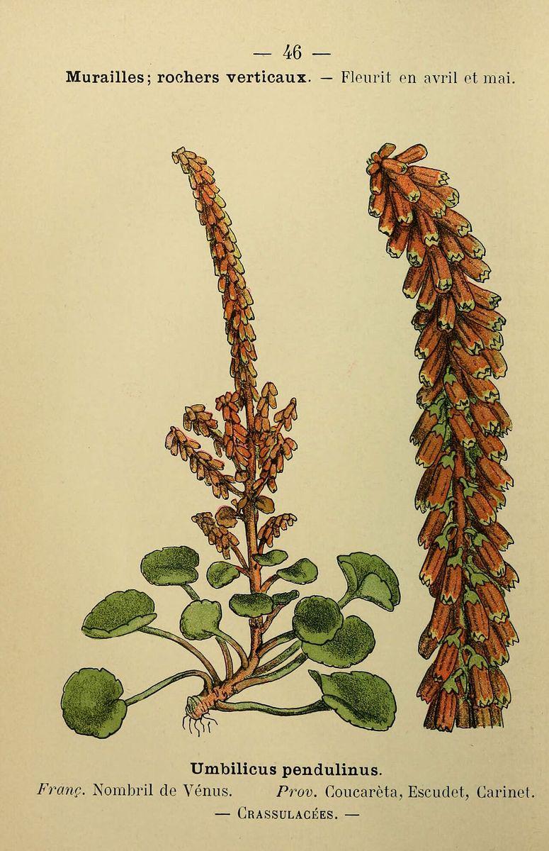Navelwort