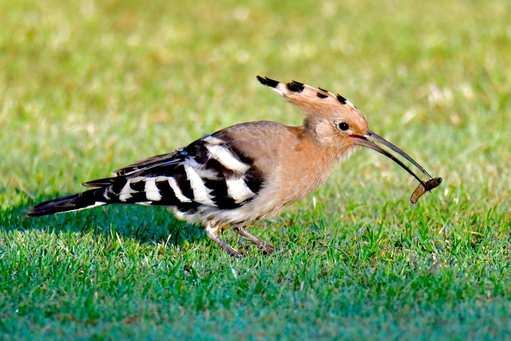 Common Hoopoe