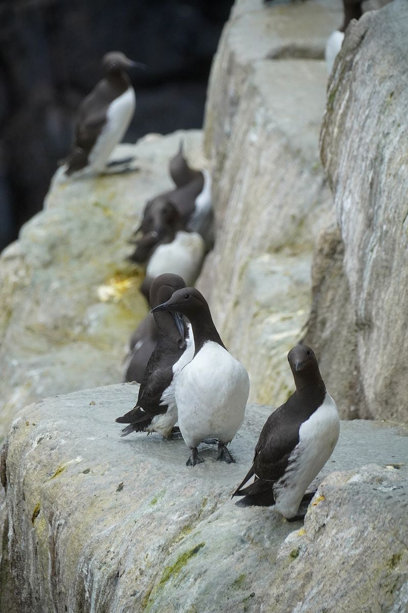 Common Murre