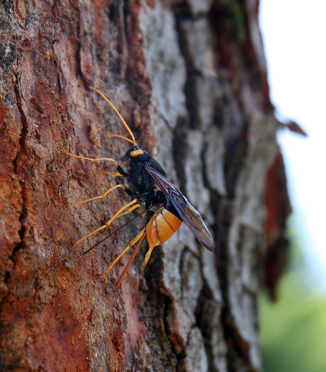 Greater Horntail Wasp