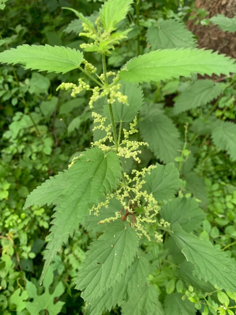 Common Nettle