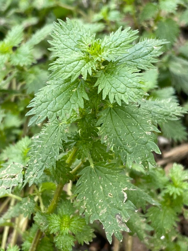 Small Nettle