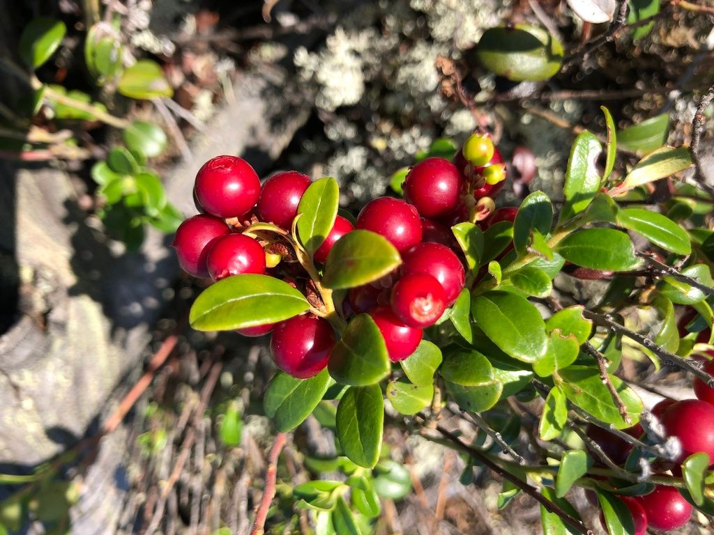 Cowberry