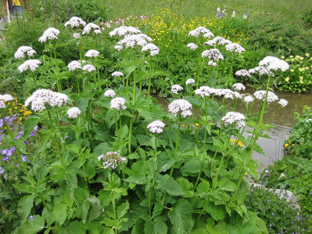 Pyrenean Valerian