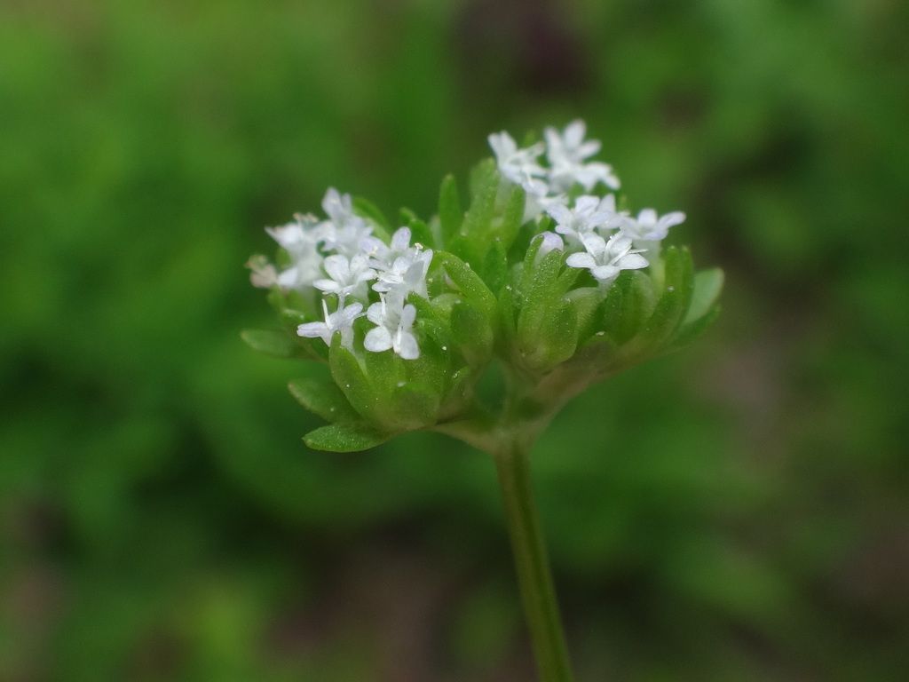 Common Cornsalad