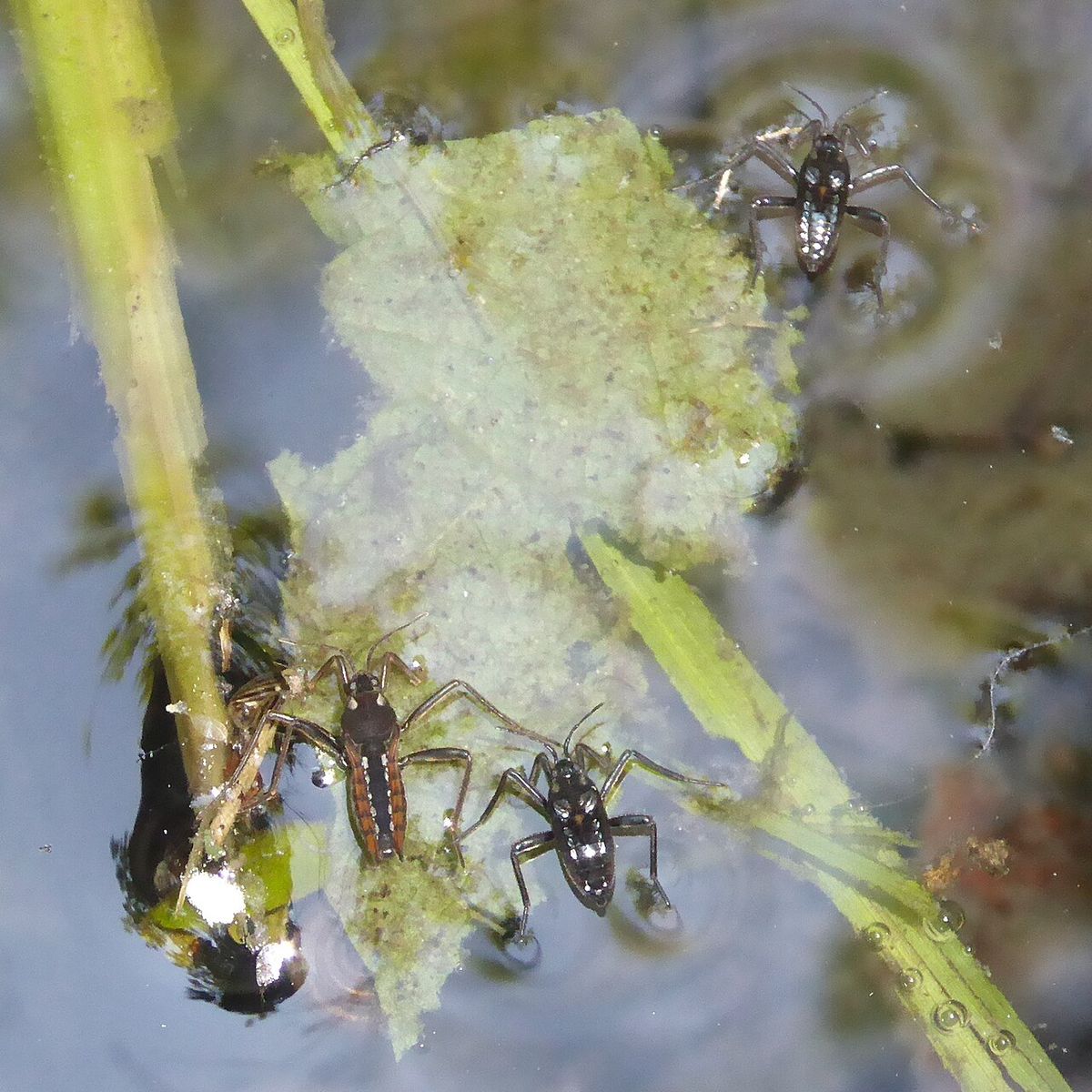Water Cricket