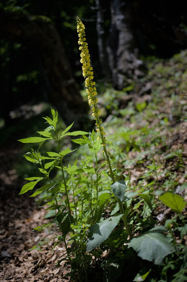 Dark Mullein