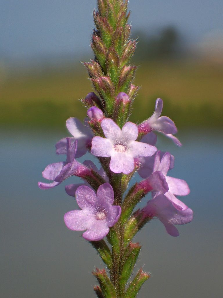 Vervain