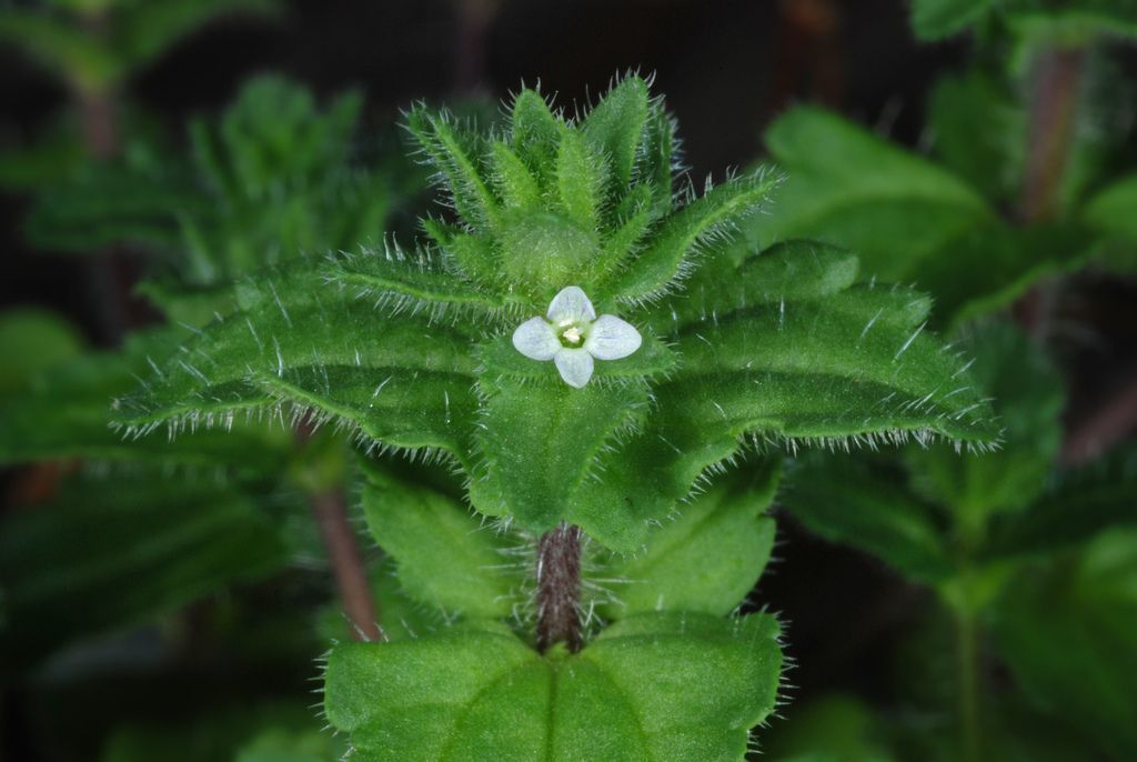 Wall Speedwell