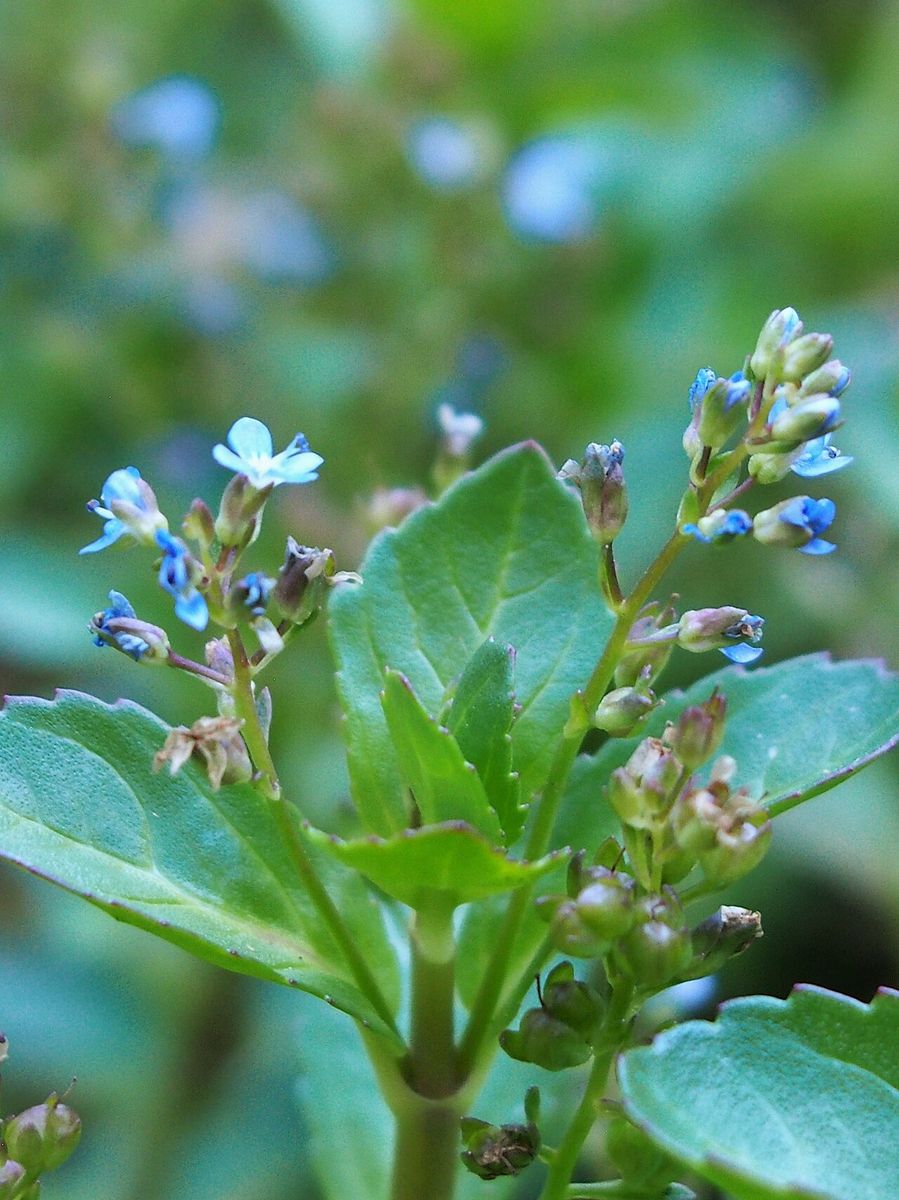Brooklime