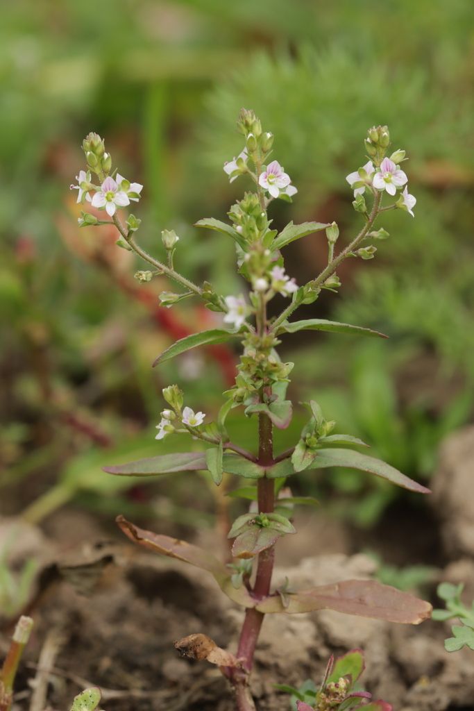 Pink Water-speedwell