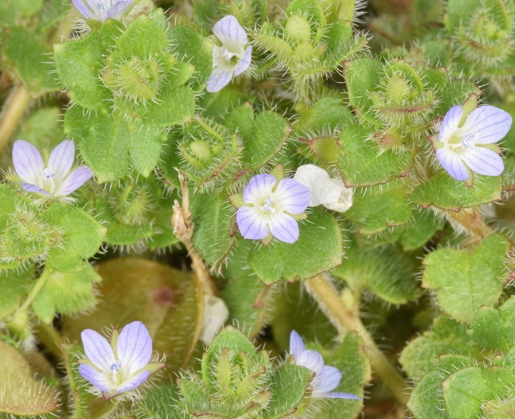 Ivy-leaved Speedwell