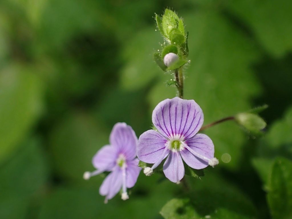 Wood Speedwell