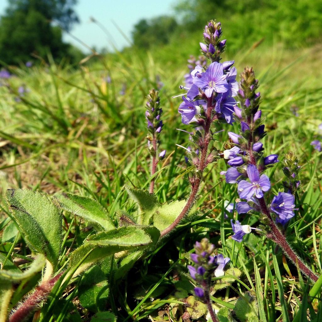 Heath Speedwell