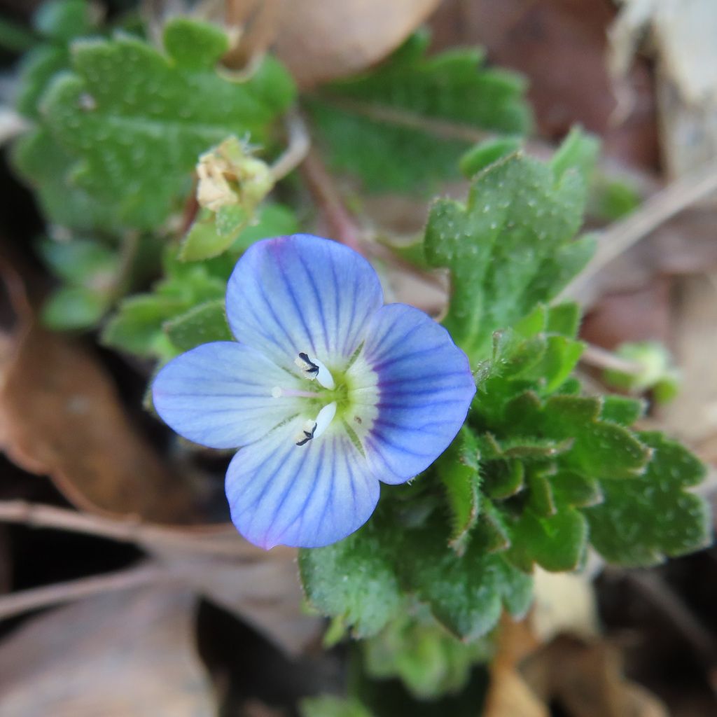 Common Field-speedwell