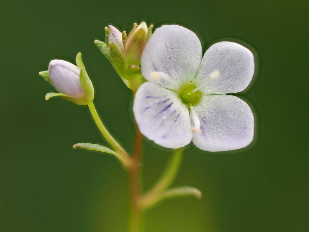 Marsh Speedwell