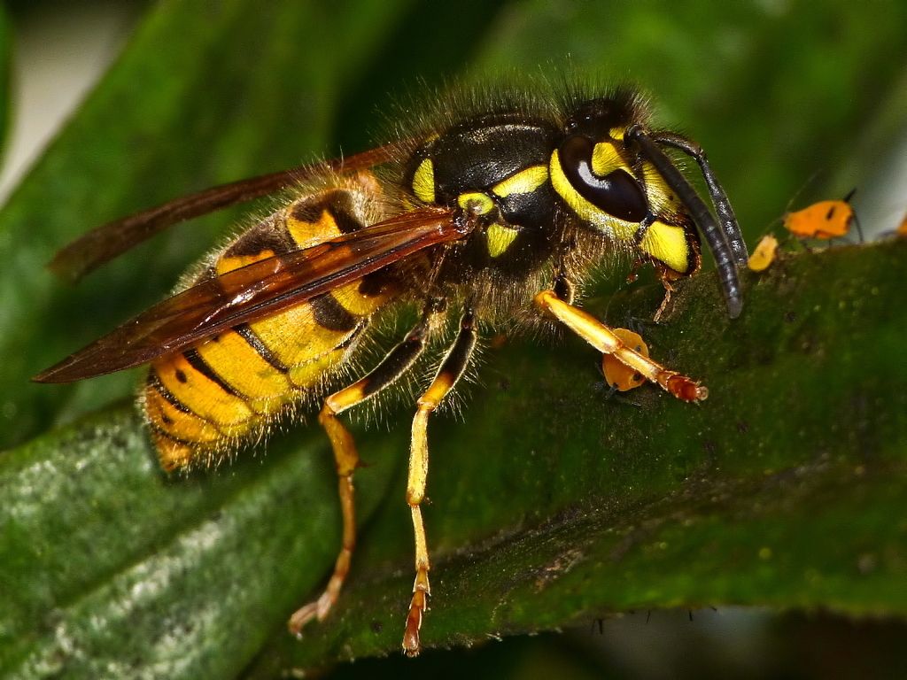 German Wasp