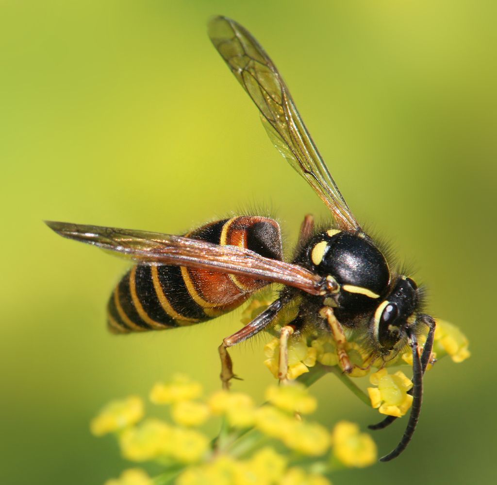 Red Wasp