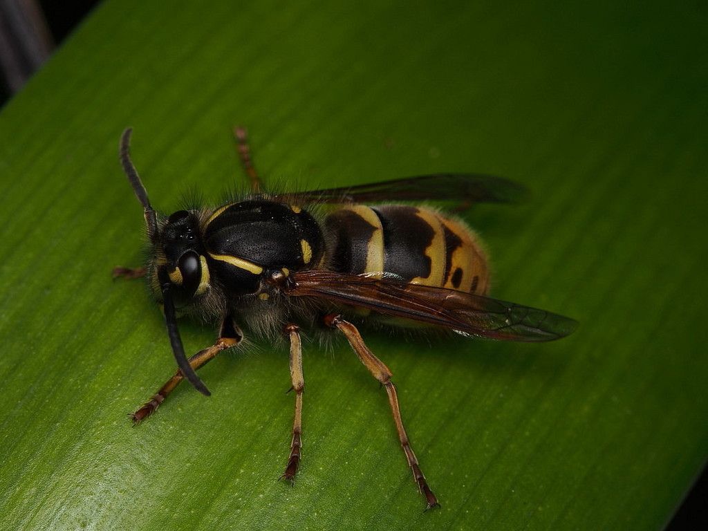 Common Wasp