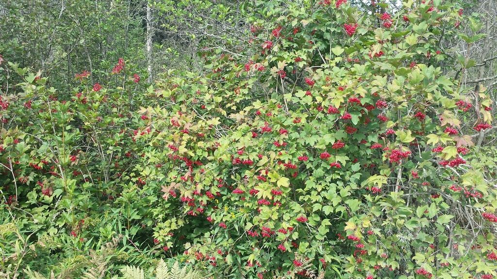 Guelder-rose