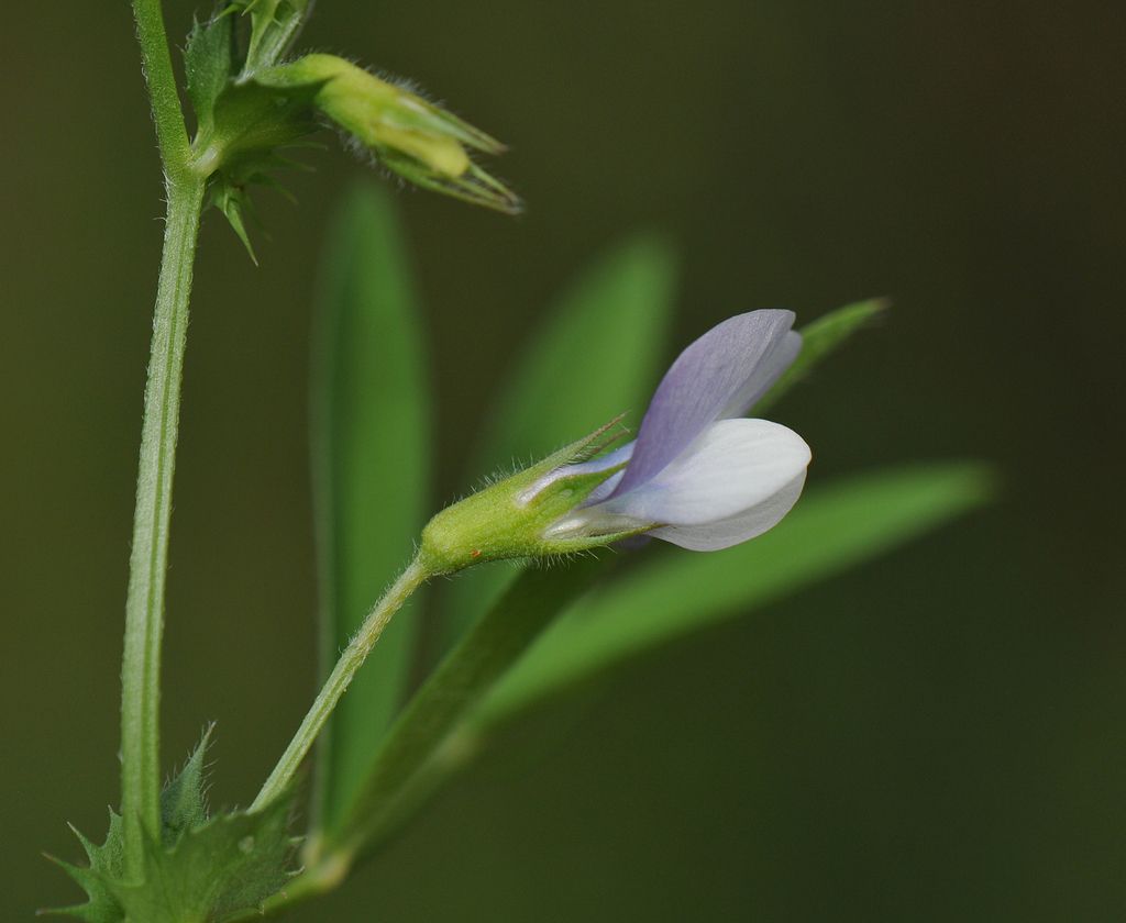 Bithynian Vetch