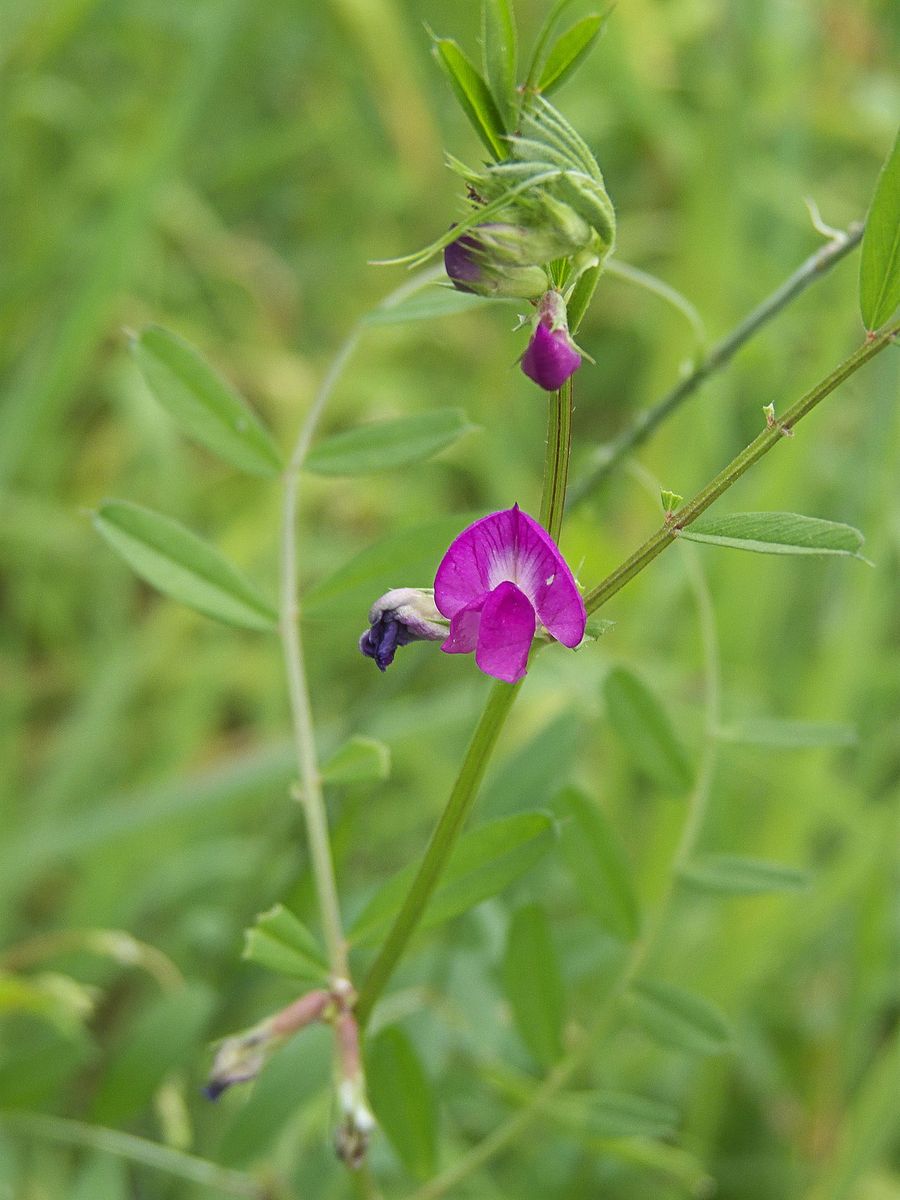 Common Vetch